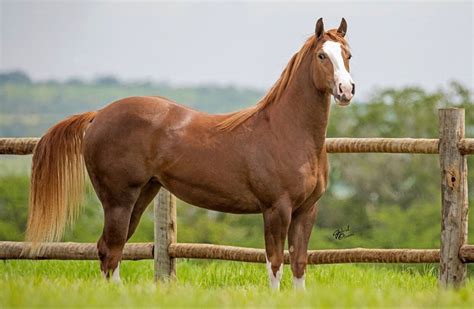 Negra buceta de égua fodendo forte